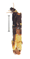 RJNcc
