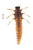 RJQE