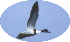 cNVK