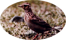 qo