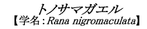 gmT}KG