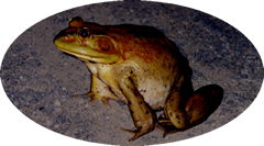 EVKG