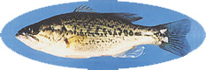 ubNoX