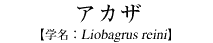 AJU