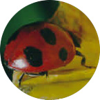 iizVegE