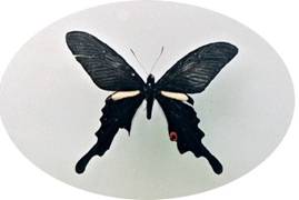 IiKAQn