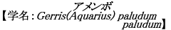 A{