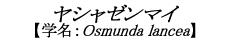 V[}C