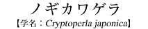 mMJQ