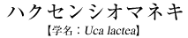 nNZVI}lL
