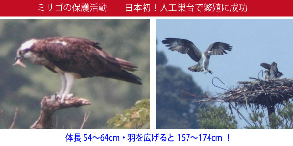 みさごの保護