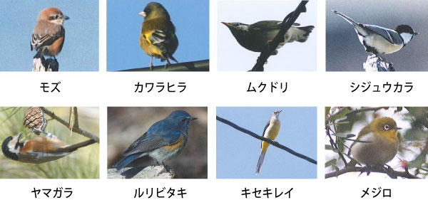 留鳥たち