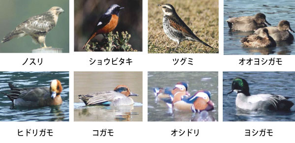 冬鳥たち