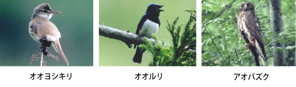 夏鳥たち