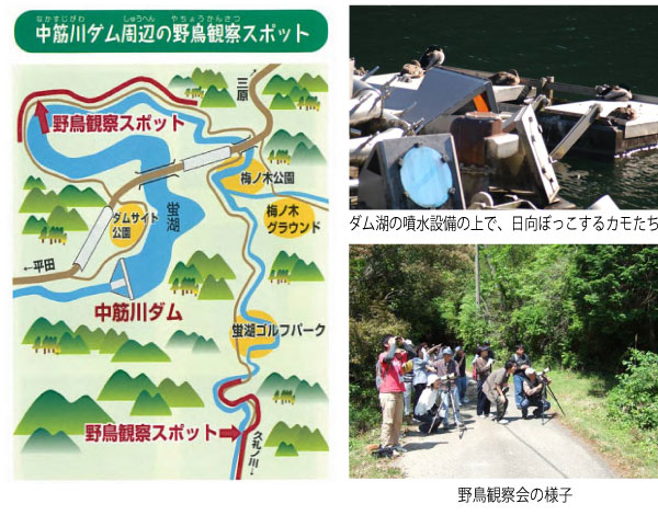 野鳥観察