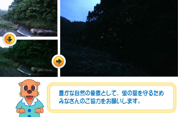 蛍