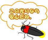 ホタル