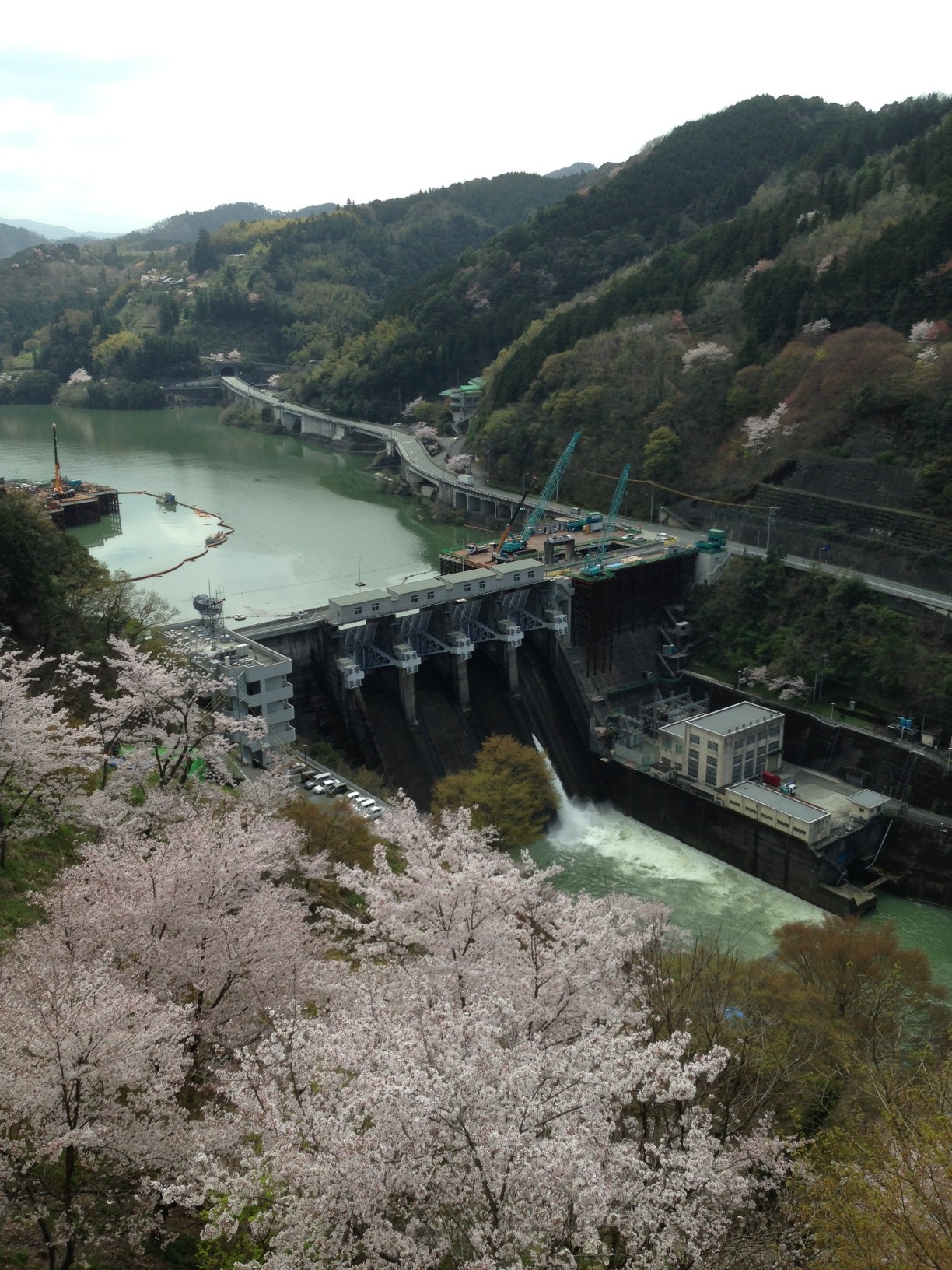 鹿野川ダムと桜（4月2日撮影）