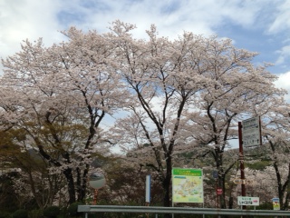 満開の桜（4月2日撮影）
