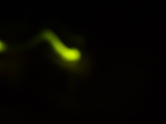 ホタル鑑賞の様子２