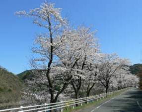 鹿野川湖桜の植樹会1
