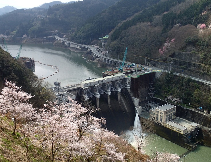 鹿野川湖の桜